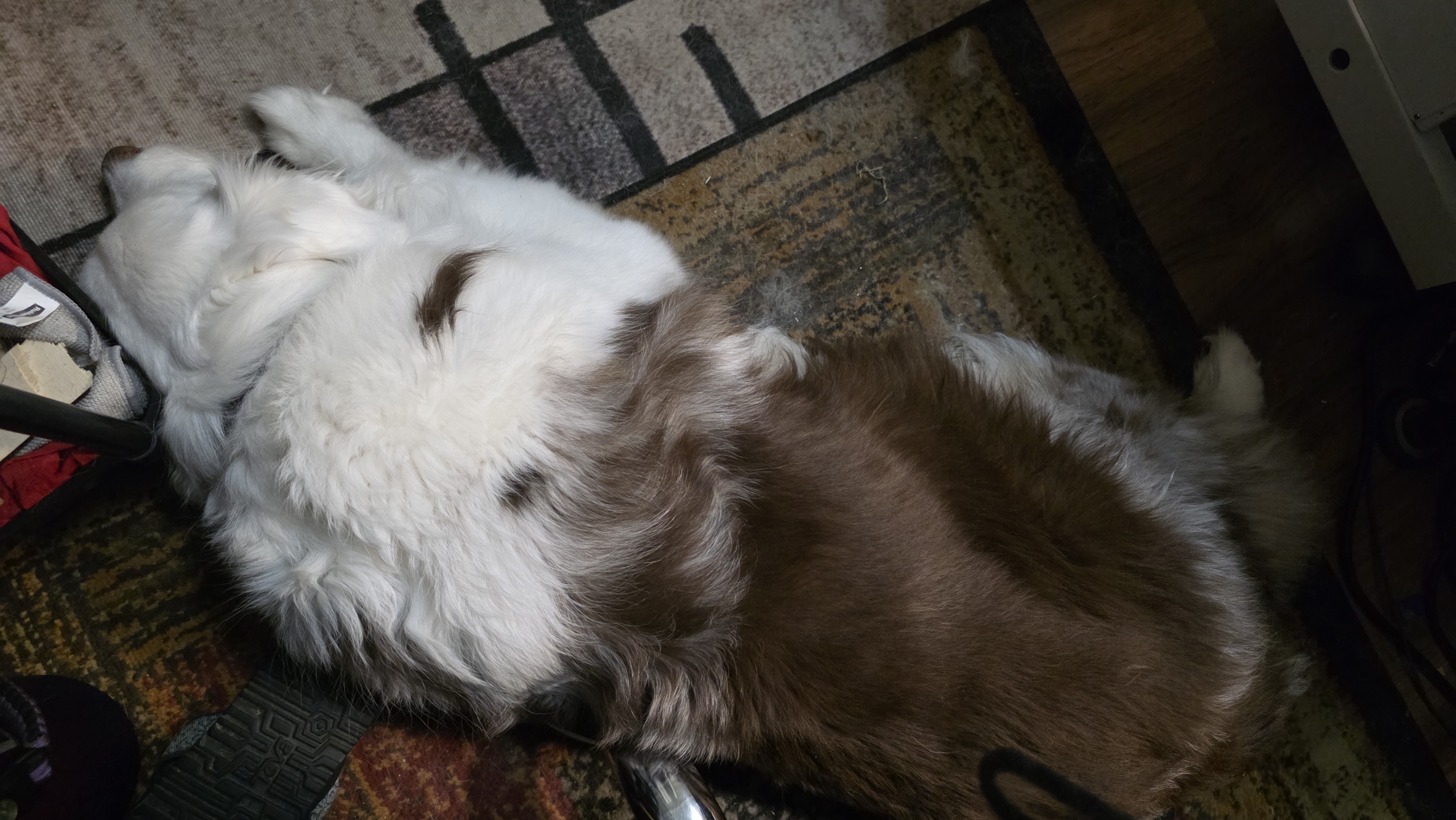 Finn the dog sleeping peacefully on a patterned rug, providing comfort just by existing