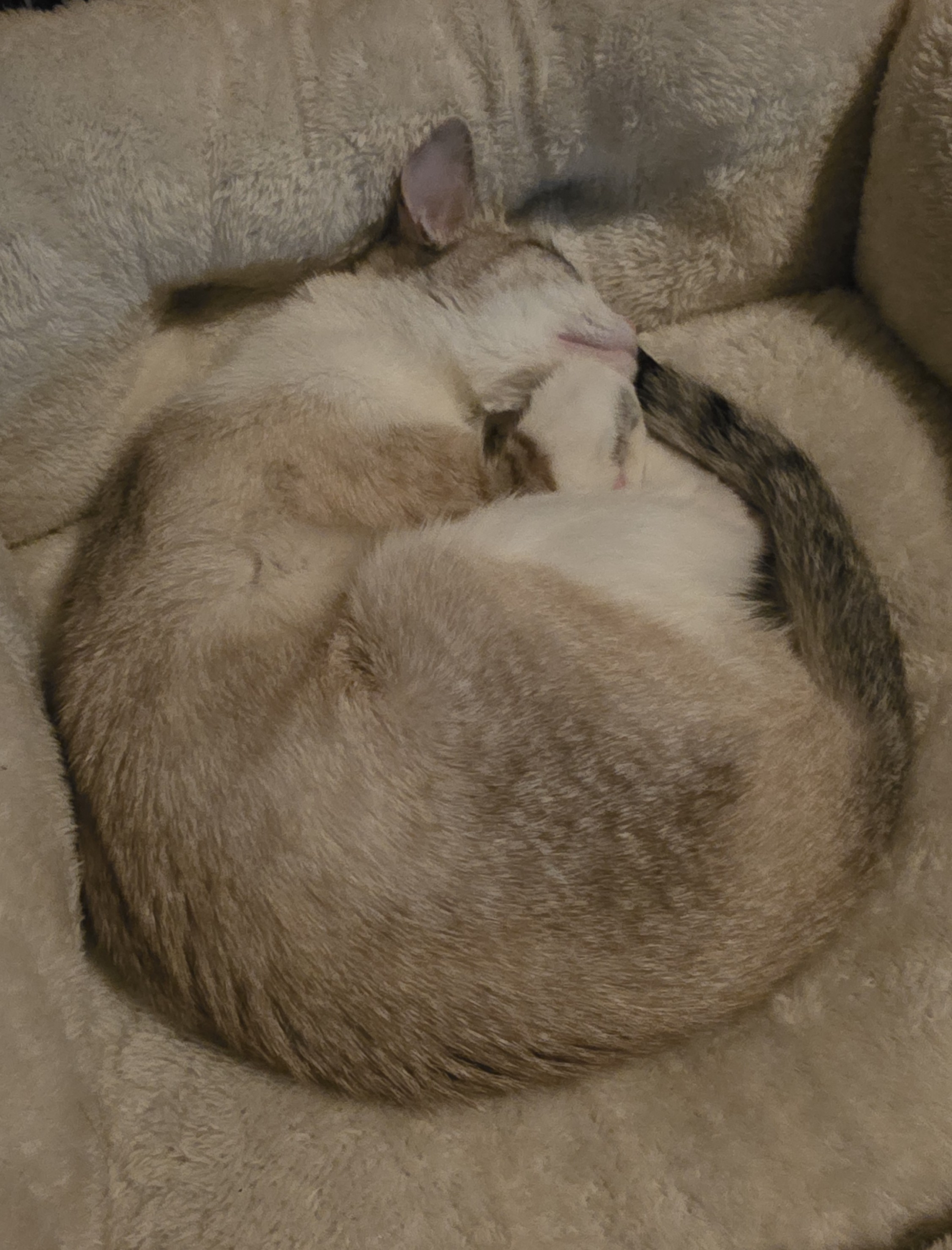 Ghost the cat curled up tight in a soft bed, peaceful and completely horizontal