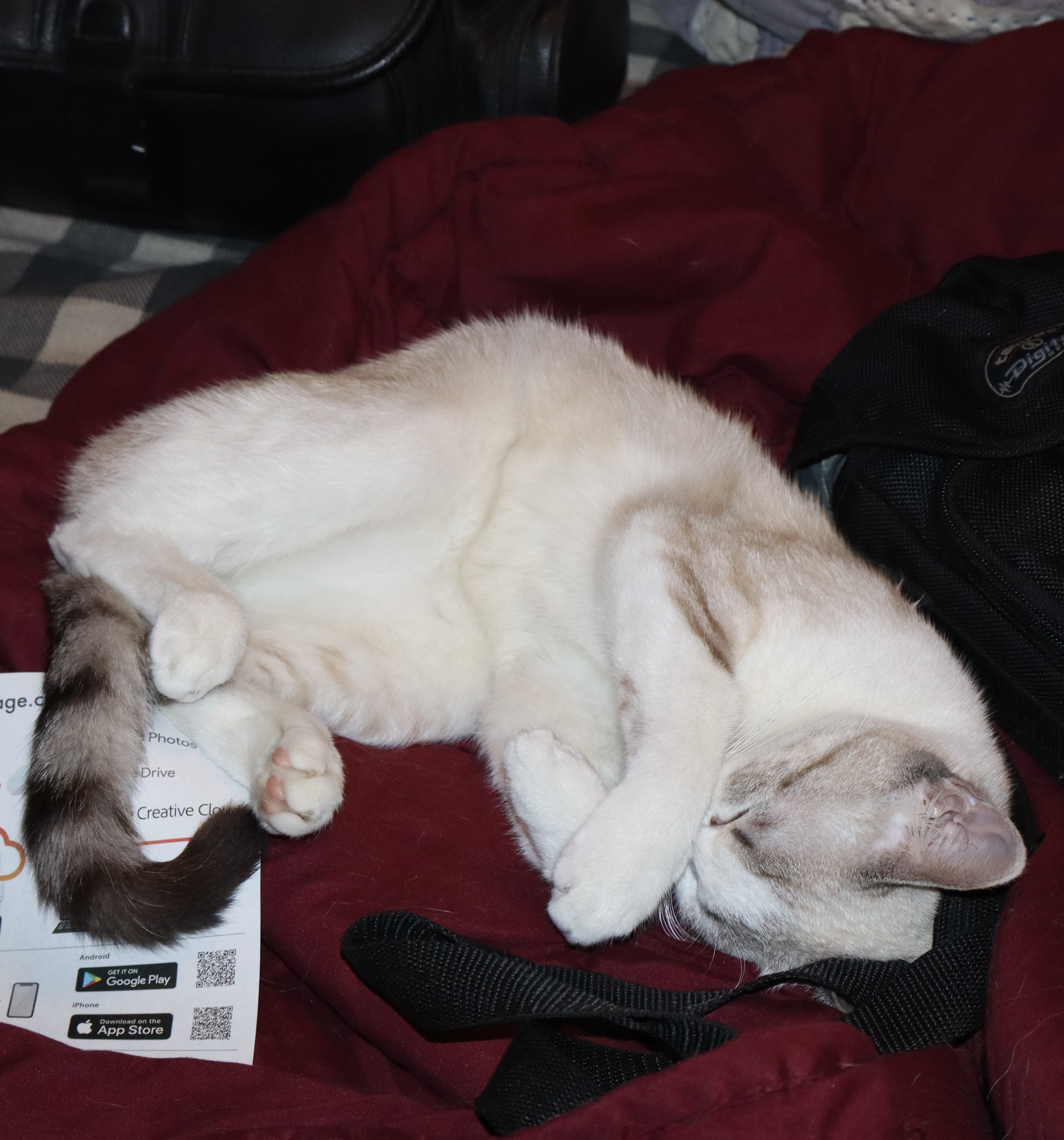 Ghost, a white Snowshoe cat, deeply asleep and deeply unbothered