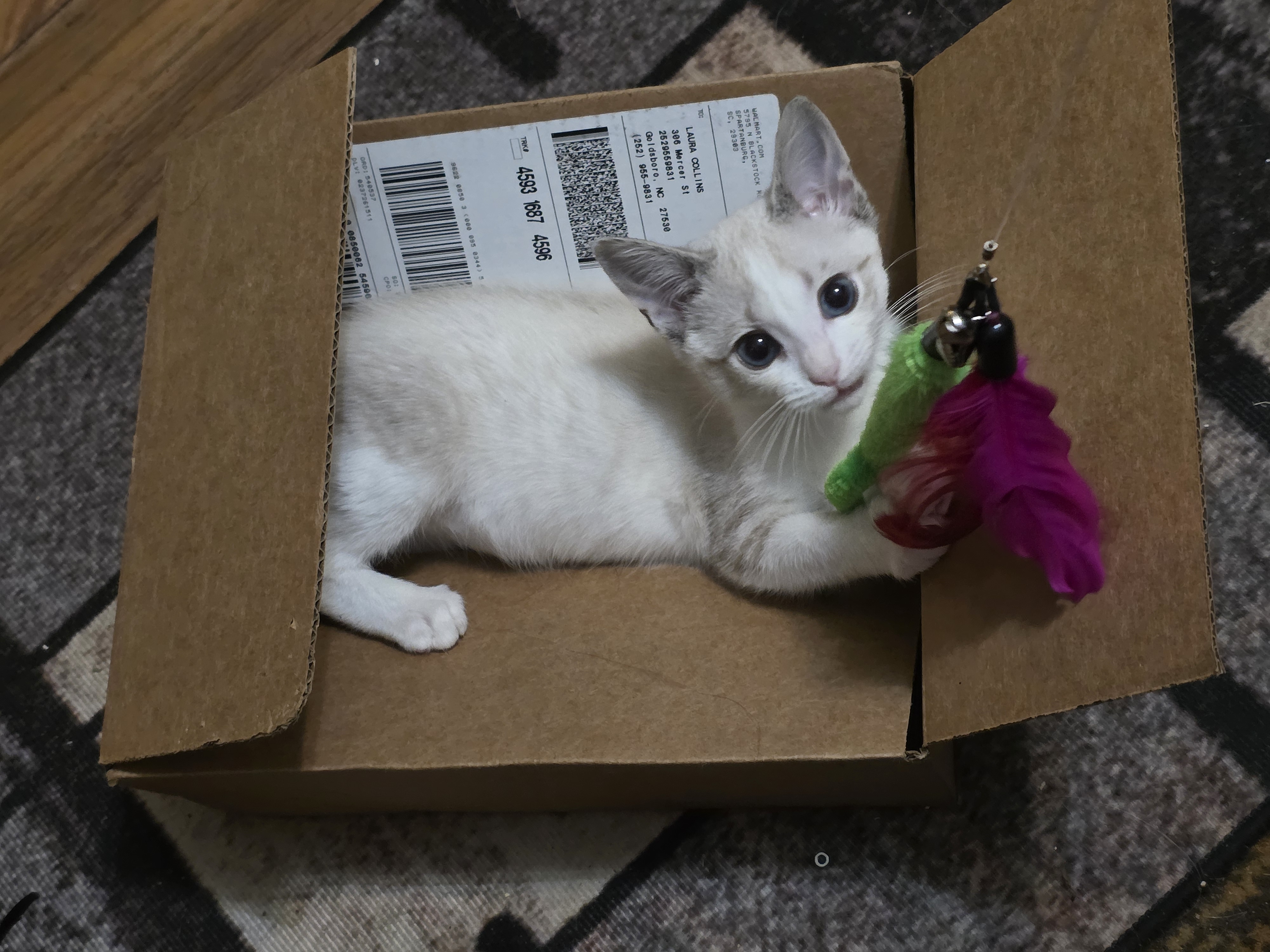 Ghost as a tiny kitten in a cardboard box, a small white gremlin discovering the world