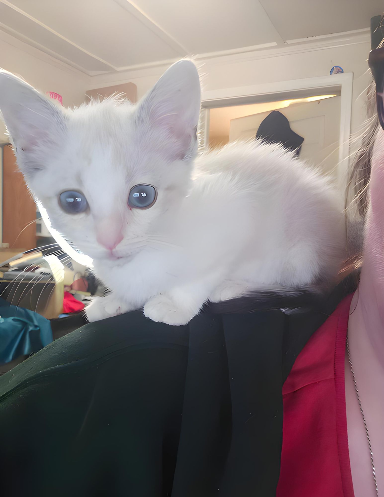 Ghost as a tiny kitten, tucked up on a shoulder