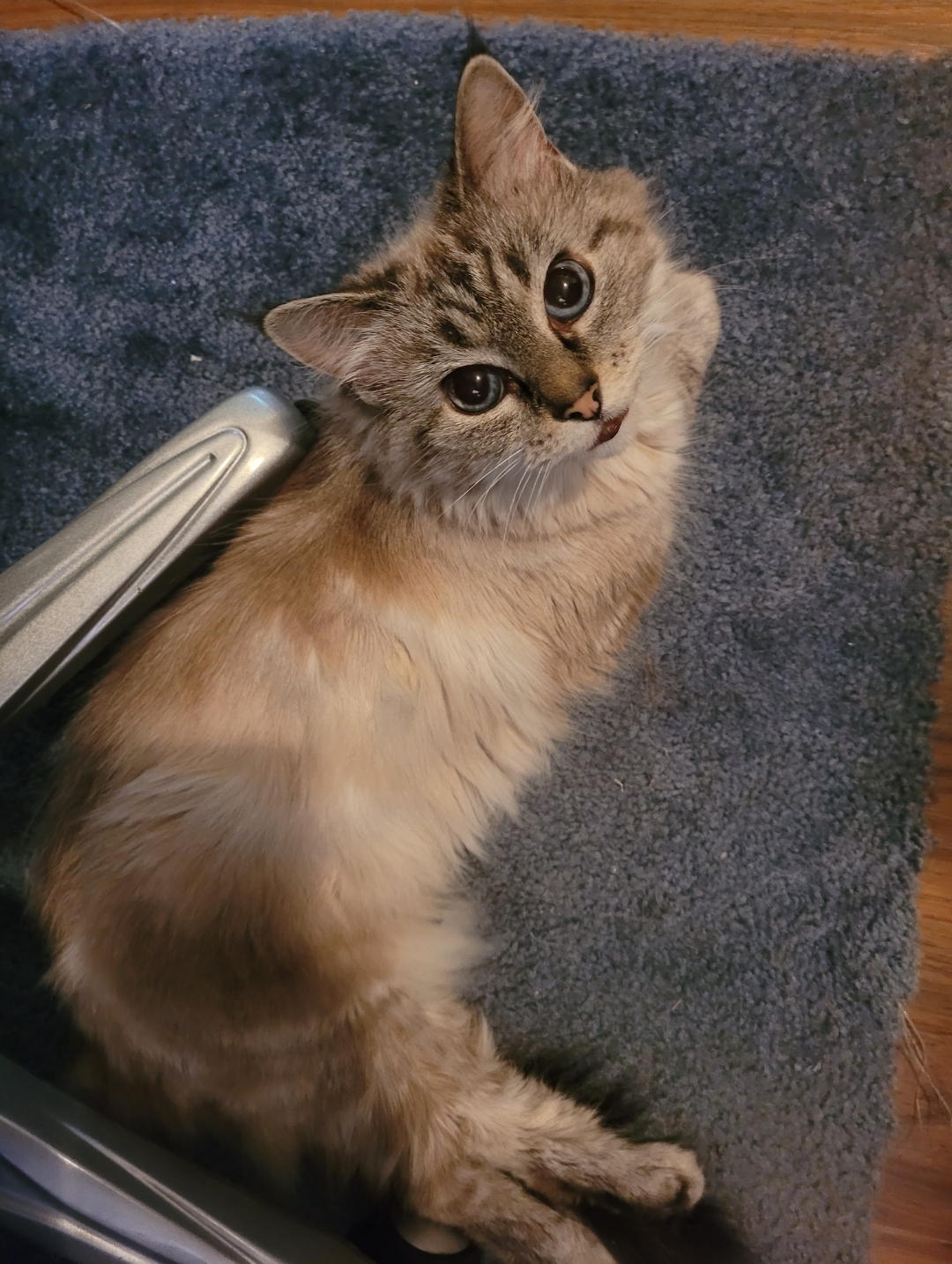 Pika, an adult Siamese mix, beautiful and absolutely aware of it