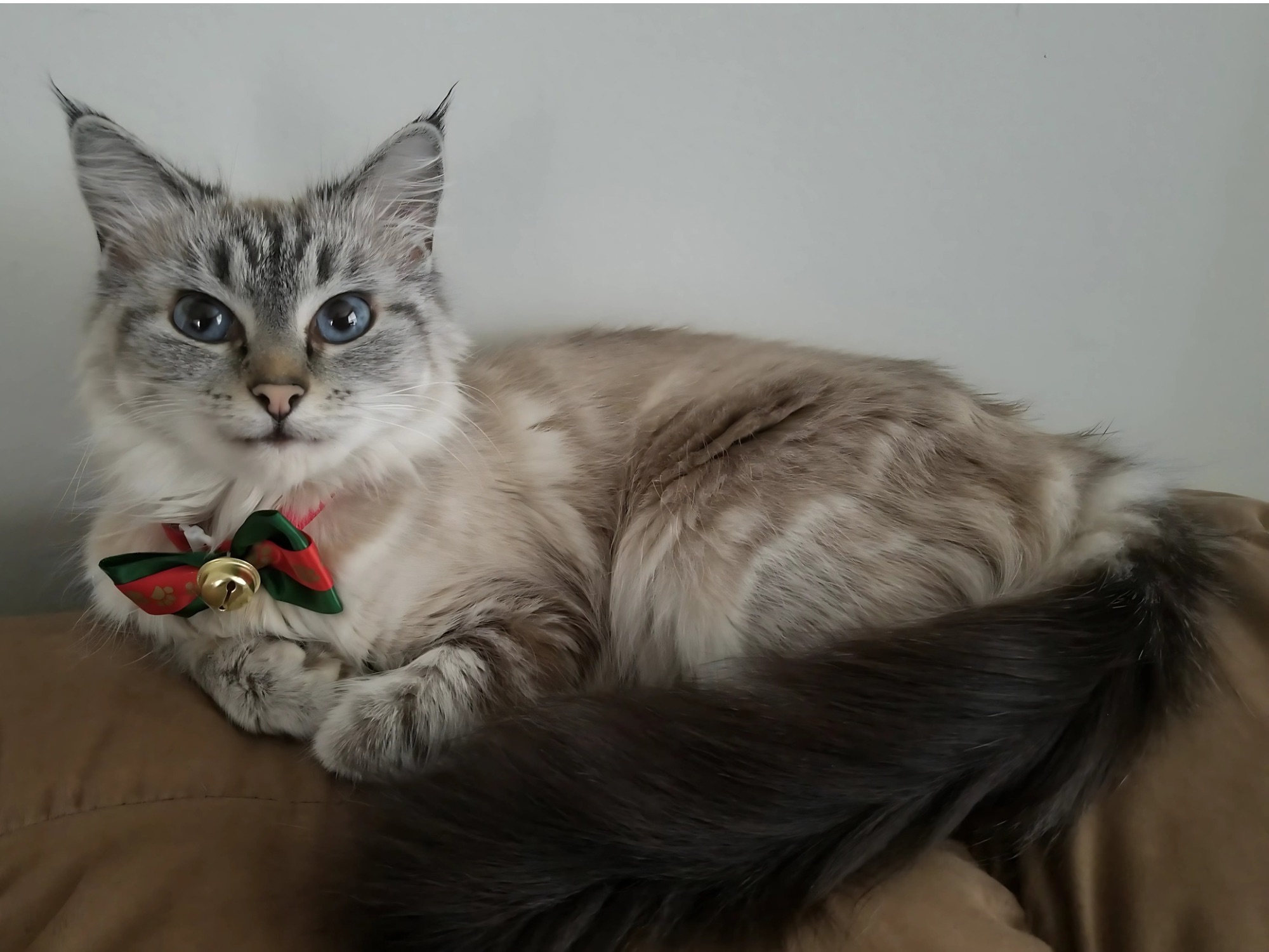Pika on the couch, reigning over the household as was her right